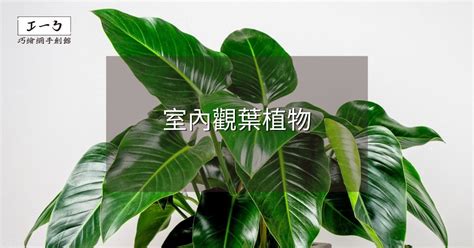 室內觀花植物|2024年室內觀葉植物精選與專業養護指南 